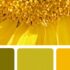 Svatební barvy, žluté odstíny slunečnice, úvodní foto